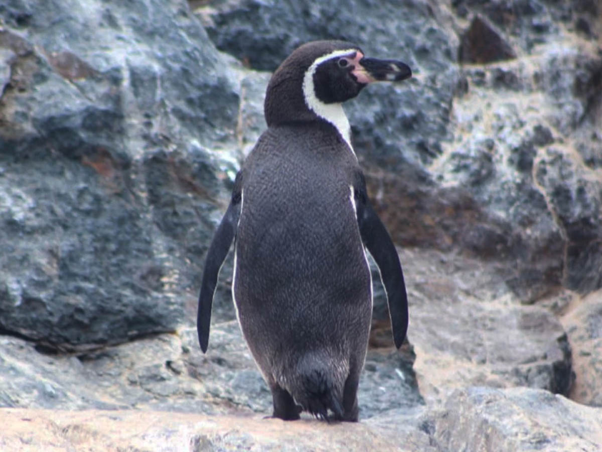 foto-gema-web-8-humbolt