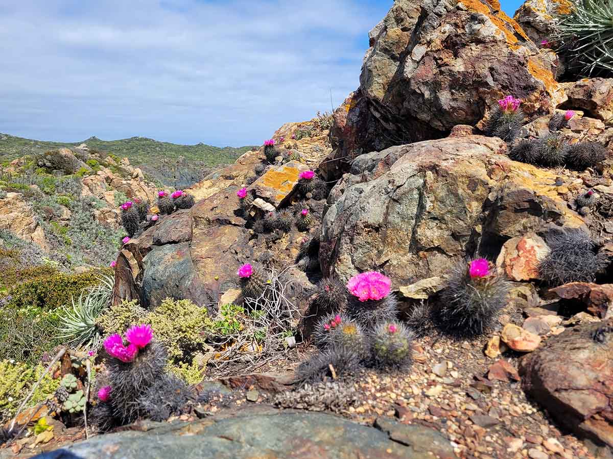 foto-gema-web-9-chilenito